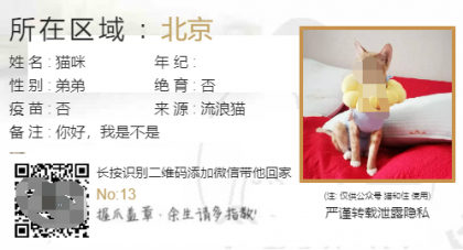 流浪猫流浪狗领养源码-资源项目网