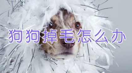 宠物训练-训狗教程Dog Training-第19张图片